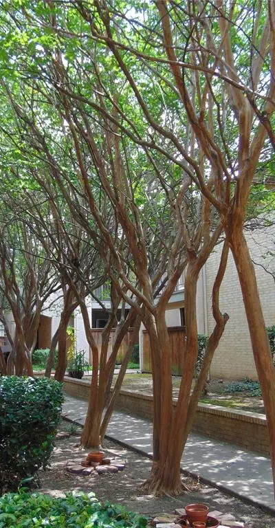12806 Midway Road # 2020, Dallas TX 75244 - Photo 4