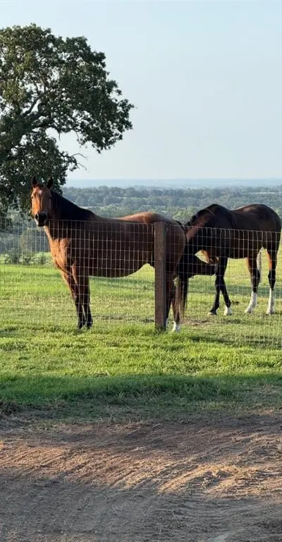 4067 County Road 414, Saint Jo TX 76265 - Photo 2