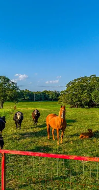 141 County Road 4793, Boyd TX 76023 - Photo 2