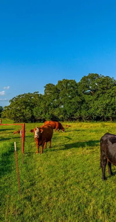 141 County Road 4793, Boyd TX 76023 - Photo 4