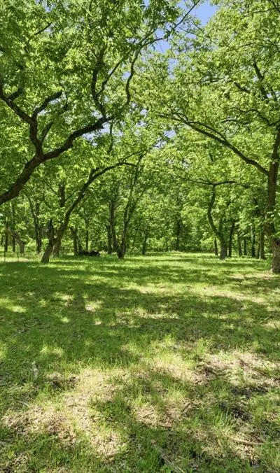 1499 Harrell Road, Howe TX 75459 - Photo 5