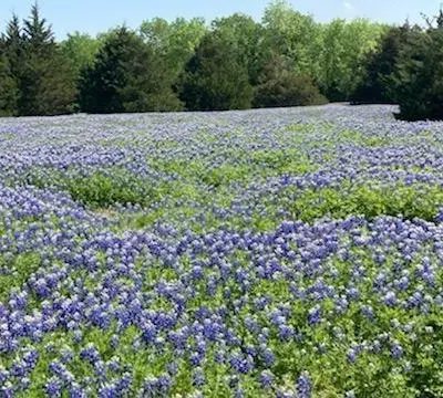 821 Ewing Road, Ferris TX 75125