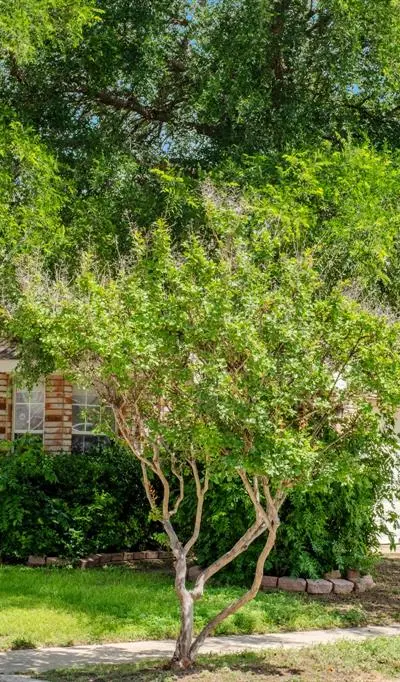8008 Paloverde Drive, Fort Worth TX 76137 - Photo 2